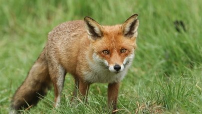 Dlaczego w Elblągu pojawiły się lisy?