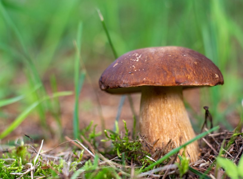 Dlaczego w tym roku nie ma grzybów? Ekspert tłumaczy powody nieurodzaju i podpowiada kiedy możemy spodziewać się wysypu grzybów w polskich lasach /123RF/PICSEL