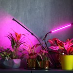 Dlaczego warto doświetlać rośliny doniczkowe?