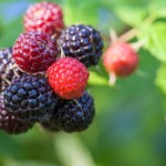 Dlaczego warto sięgać po czarną malinę? Właściwości i korzyści dla zdrowia