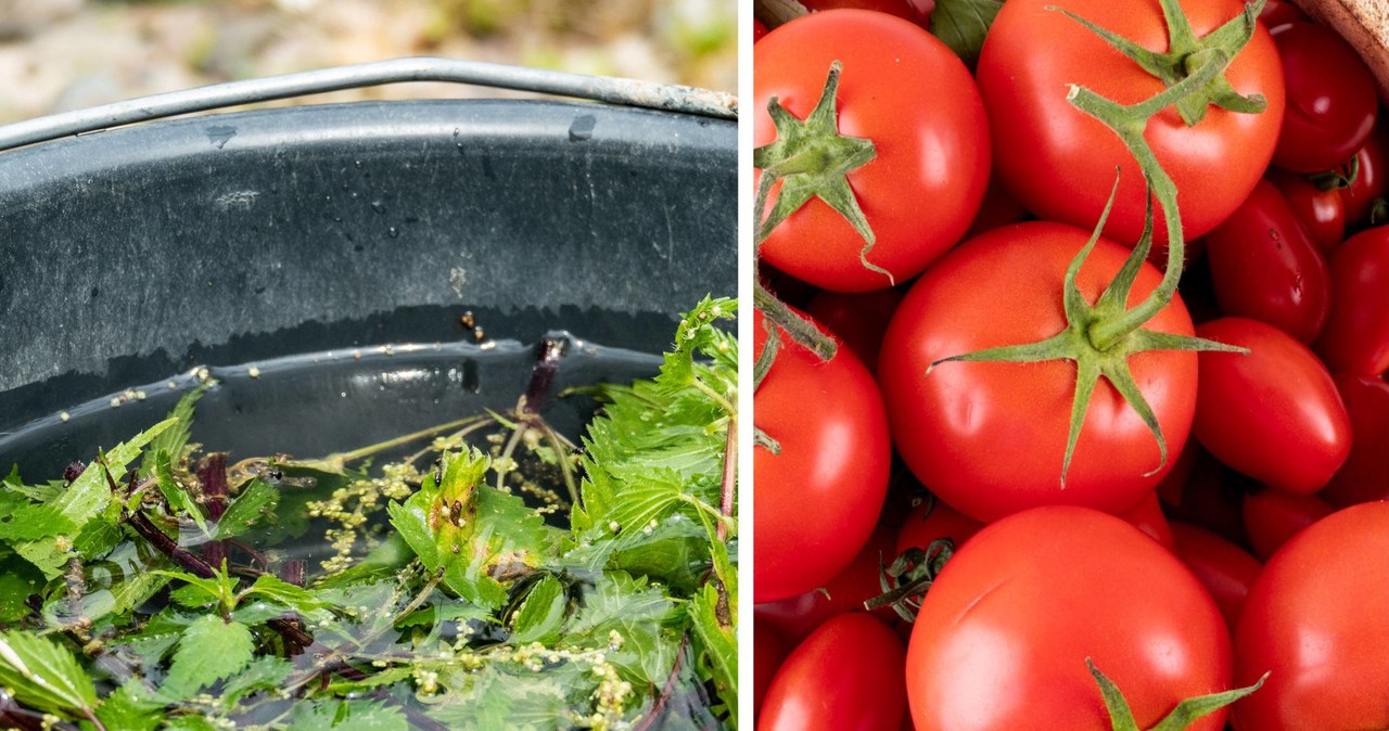 Dlaczego warto stosować gnojówkę z pokrzyw w uprawie pomidorów? /123RF/PICSEL