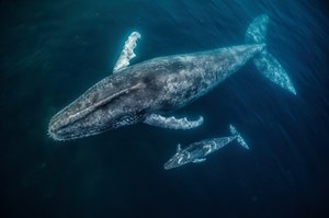 Dlaczego wieloryby tak pięknie śpiewają? Okazuje się, że mają coś w gardle