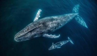 Dlaczego wieloryby tak pięknie śpiewają? Okazuje się, że mają coś w gardle