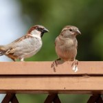 Dlaczego wróble masowo wymierają? W miastach dzieje się coś złego
