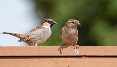Dlaczego wróble masowo wymierają? W miastach dzieje się coś złego