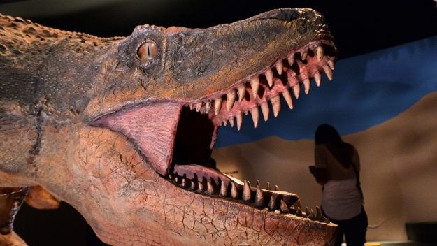 Dlaczego wyginęły dinozaury? /AFP