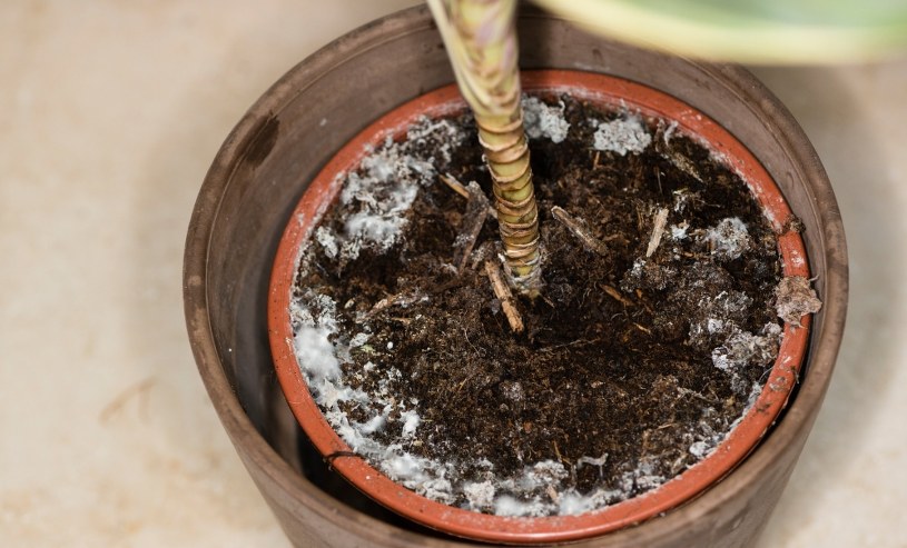 Dlaczego ziemia w doniczce pleśnieje? O tej porze roku grzyby panoszą się na potęgę