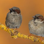 Dlaczego znikają wróble? Eksperci ostrzegają: możemy tego gorzko pożałować