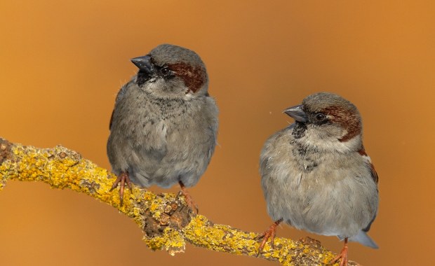Dlaczego znikają wróble? Eksperci ostrzegają: możemy tego gorzko pożałować