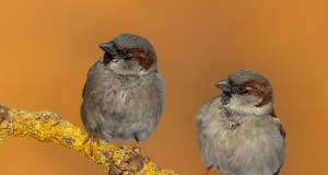 Dlaczego znikają wróble? Eksperci ostrzegają: możemy tego gorzko pożałować