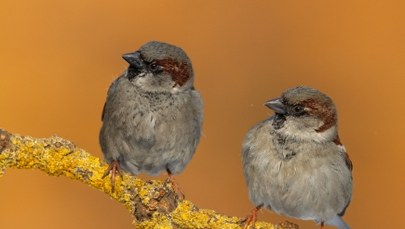 Dlaczego znikają wróble? Eksperci ostrzegają: możemy tego gorzko pożałować