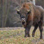 żubr Dlaczego żubry zaczęły atakować ludzi? Rozpoczął się dla nich trudny okres