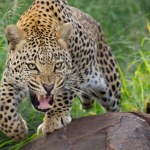 Dlaczego zwierzęta mają cętki i pasy? Nowe badania to wyjaśniły