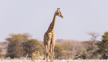 Dlaczego żyrafy mają takie długie nogi? Bez nich czekałaby je śmierć