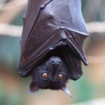 Dlatego tyle chorób pochodzi od nietoperzy. Mamy już jasność
