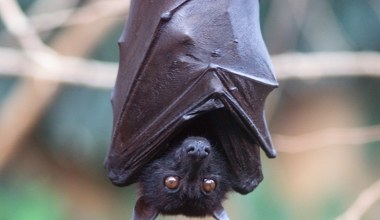 Dlatego tyle chorób pochodzi od nietoperzy. Mamy już jasność