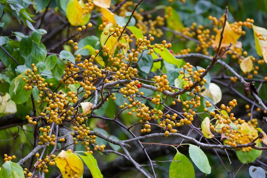 Dławisz okrągłolistny (Celastrus orbiculatus) /Shutterstock