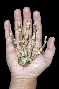 Dłoń samicy Australopithecus sediba_fot. Peter Smith /