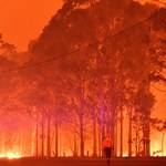 Długotrwałe skutki pożarów w Australii. "Ludzie zapomnieli, ale Ziemia nie"