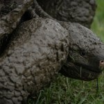 Długowieczny gad nie żyje. Przeżył dwie wojny światowe i 20 prezydentów