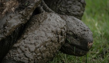 Długowieczny gad nie żyje. Przeżył dwie wojny światowe i 20 prezydentów