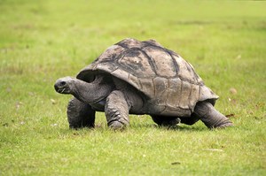 Długowieczny jak żółw. Pancerne gady znalazły sposób na starzenie się