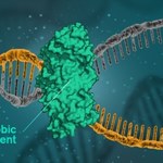 DNA jest scalane siłami hydrofobowymi