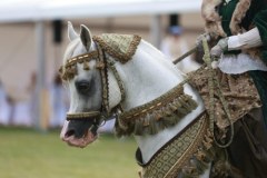 Dni Konia Arabskiego 2025 w Janowie Podlaskim