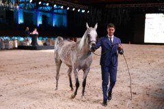 Dni Konia Arabskiego 2025 w Janowie Podlaskim