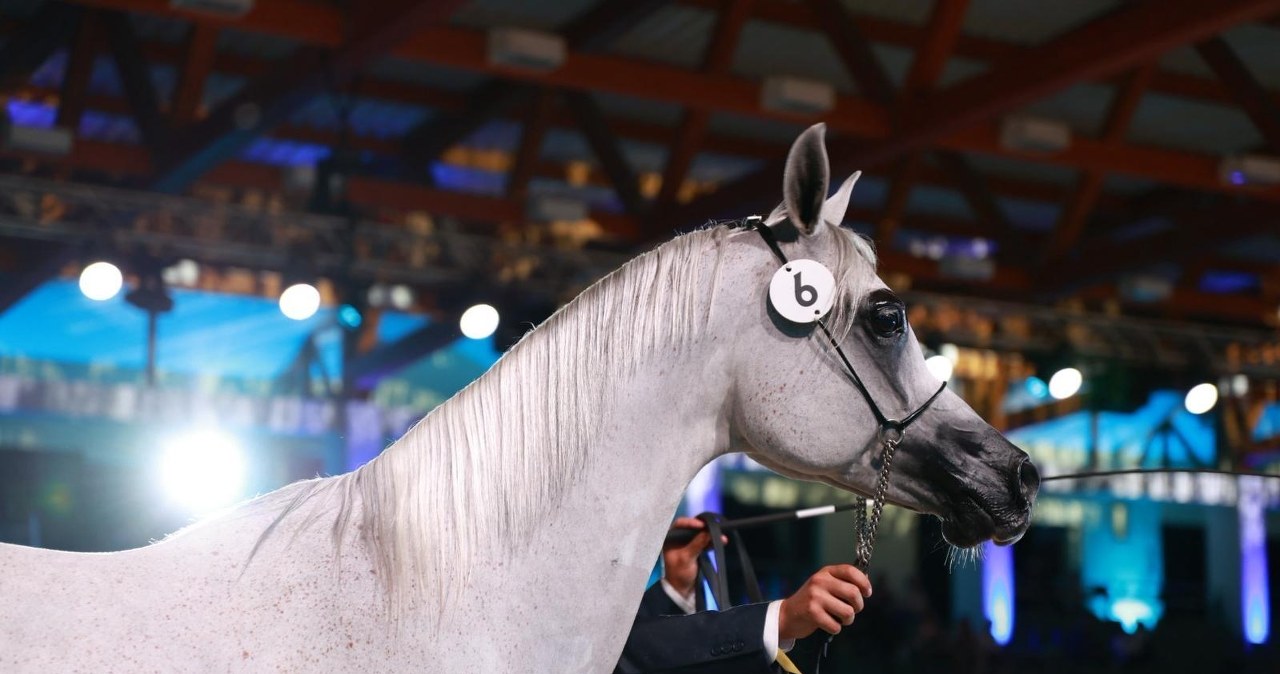 Dni Konia Arabskiego 2025 w Janowie Podlaskim