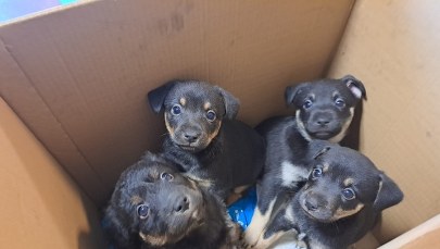 Dni otwarte w schronisku. Setki zwierząt czekają na adopcję