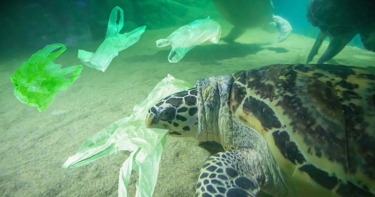 Do 2050 r. w oceanach będzie więcej plastiku niż ryb /123RF/PICSEL