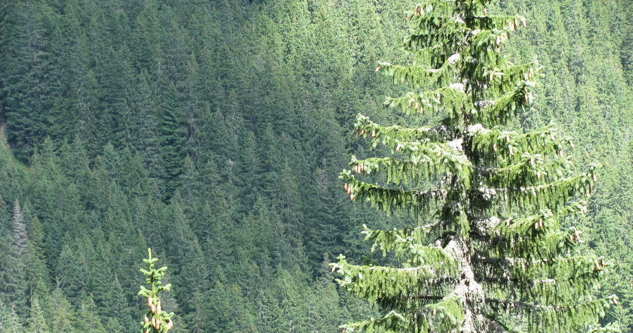 Do 29 lipca 2022 r. są przyjmowane wnioski o dopłaty do lasów prywatnych /INTERIA.PL