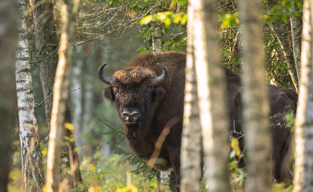 Do 3 grudnia konsultacje ws. Białowieża Forest  