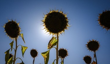 Do 30 listopada można wnioskować o pomoc suszową