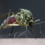 ​Do czego w zasadzie są potrzebne komary? Oto odpowiedź