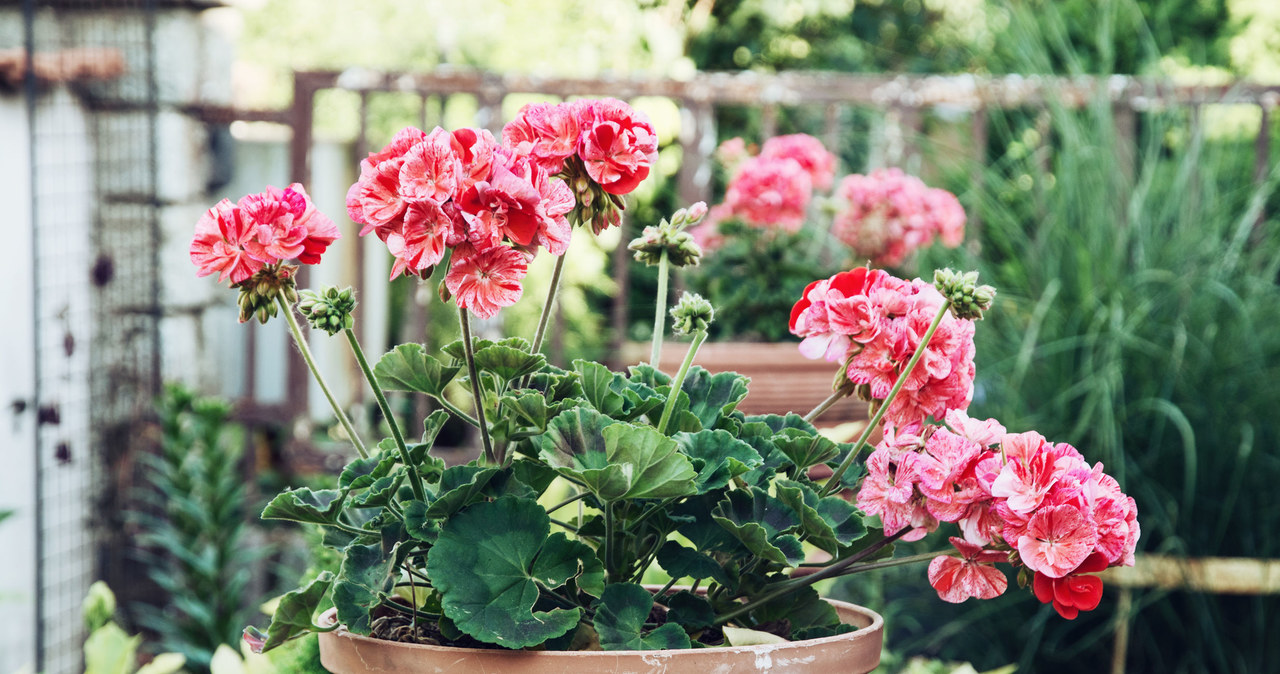 Do domu trzeba przenieść wszystkie rodzaje pelargonii. /123RF/PICSEL