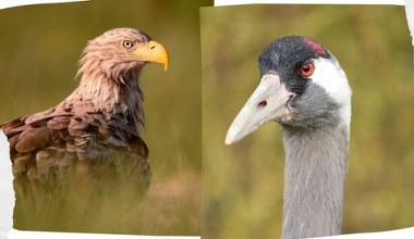 Do europejskiego kraju wracają piękne ptaki. Nie było ich tam od lat