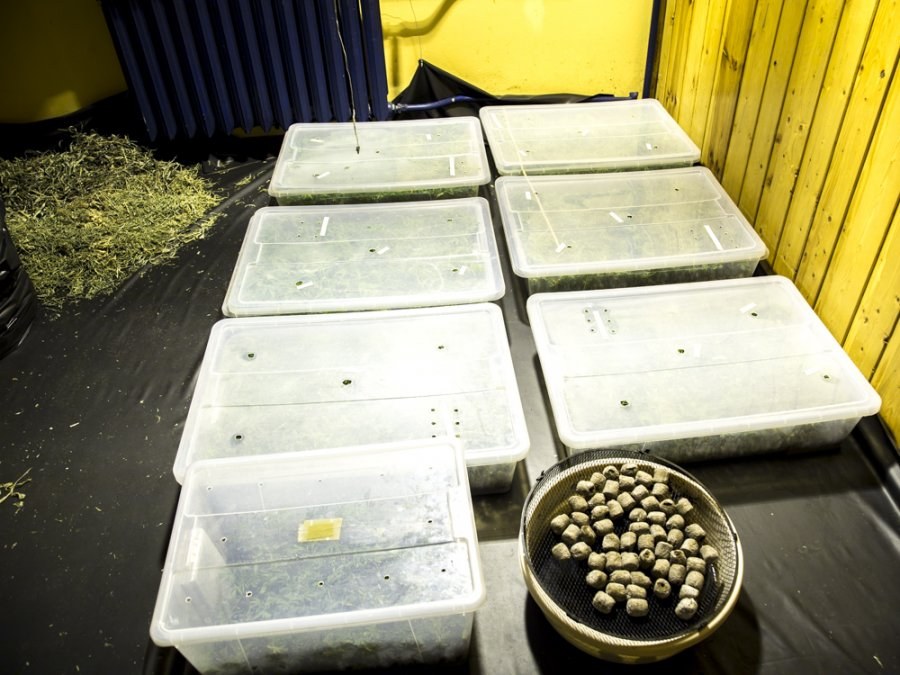 Do Hiszpanii trafiły paczki z nasionami i sprzętem do uprawy narkotyku /Policja