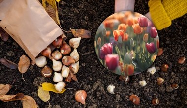 Do kiedy można sadzić tulipany? To już naprawdę ostatni moment