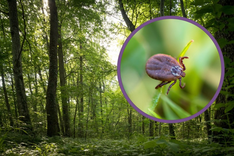 Do kiedy trwa sezon na kleszcze? Uważaj na przykrą niespodziankę podczas jesiennych spacerów