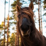 Do lasu wjechały konie z pługami. Wrócił porzucony kiedyś pomysł