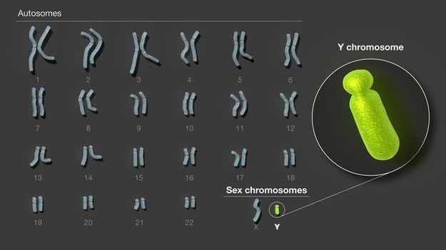 Do niedawna naukowcy nie byli w stanie rozkodować pełnej sekwencji chromosomu Y /Materiały prasowe