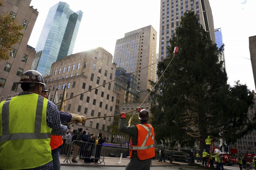 Do nowojorskiego Rockefeller Center przywieziono już świąteczną choinkę /Associated Press /East News