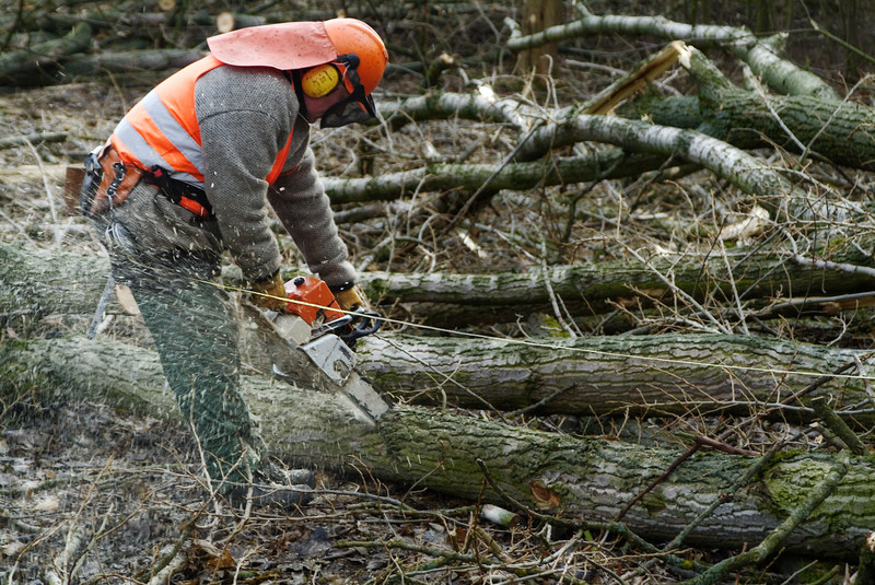 Do obowiązków pracowników leśnych należy czyszczenie lasu, a więc wycinanie drzew, złamanych gałęzi i konarów /&copy; Panthermedia