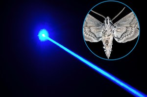 Do owadów strzelaj laserem. Nowe dzieło japońskich naukowców brzmi jak świetna zabawa!