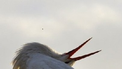 Do Polski przyleciał pierwszy bocian! [ZDJĘCIA]