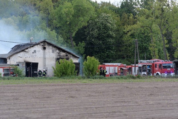 Do pożaru jednego z sześciu budynków chlewni doszło w Więckowicach koło Poznania /Jakub Kaczmarczyk /PAP