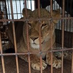 Do poznańskiego zoo dotarły kolejne ewakuowane z Ukrainy zwierzęta