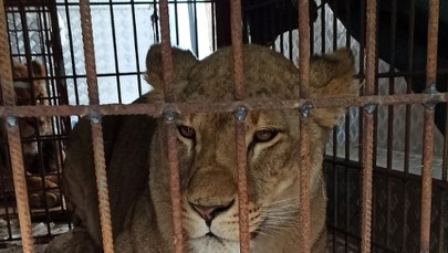 Do poznańskiego zoo dotarły kolejne ewakuowane z Ukrainy zwierzęta
